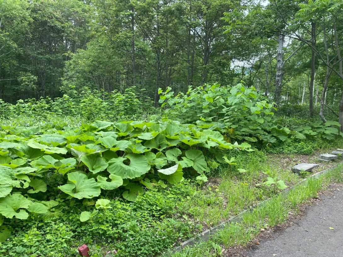 Royal Town Onsen # 4